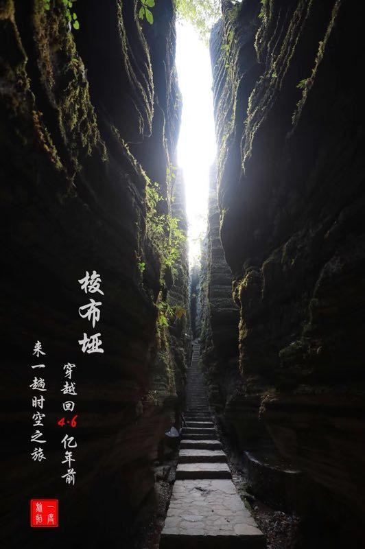 沙皮狗逃离